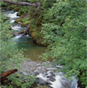 creekscene